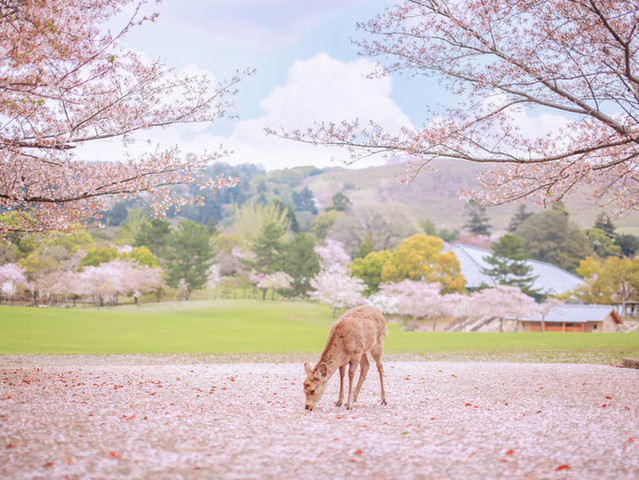 1557468350229243.jpeg Cii-tFp6nKuIDjTPAAIeltWHL50AADMTANPVGoAAh6u65_w640_h480_c1_t0.jpeg