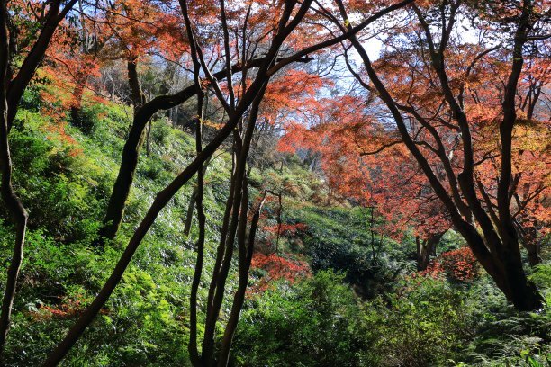 1557817671101313.jpg t0150aace26c4eb0551.jpg